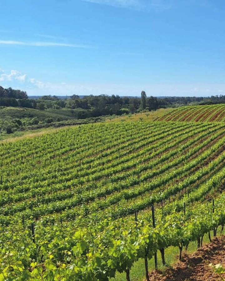 Le domaine viticole Corse