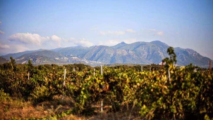 Vignerons artisans Corse