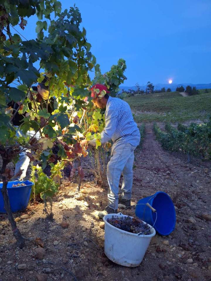 Vigne Corse