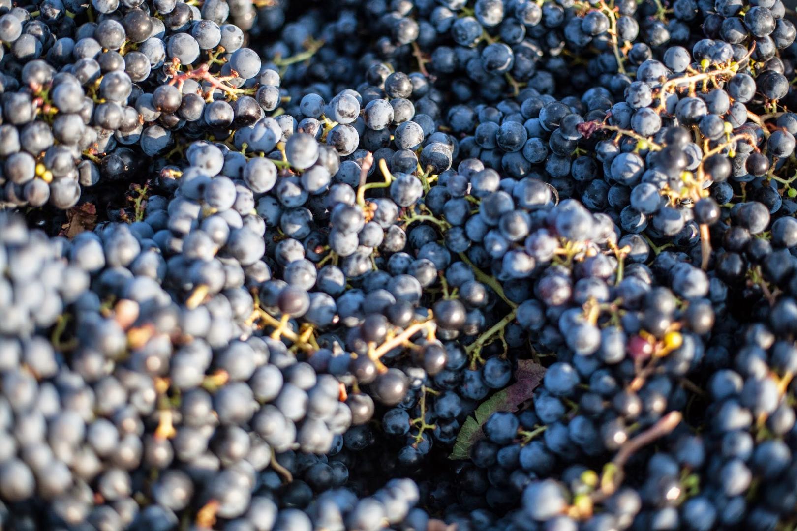 Du vin issu d’une agriculture responsable, il y en a pour tous les goûts et toutes les envies