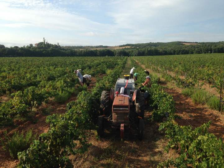 Producteur récoltant Corse