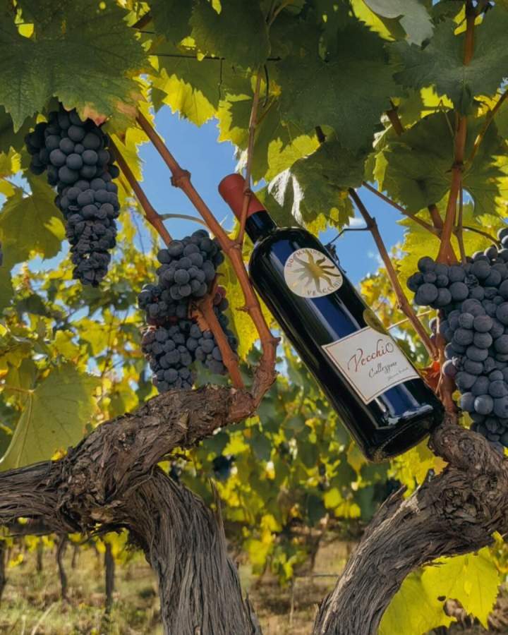 Vin Corse authentique