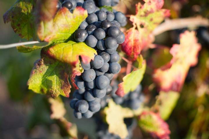 Passion, terroir et respect