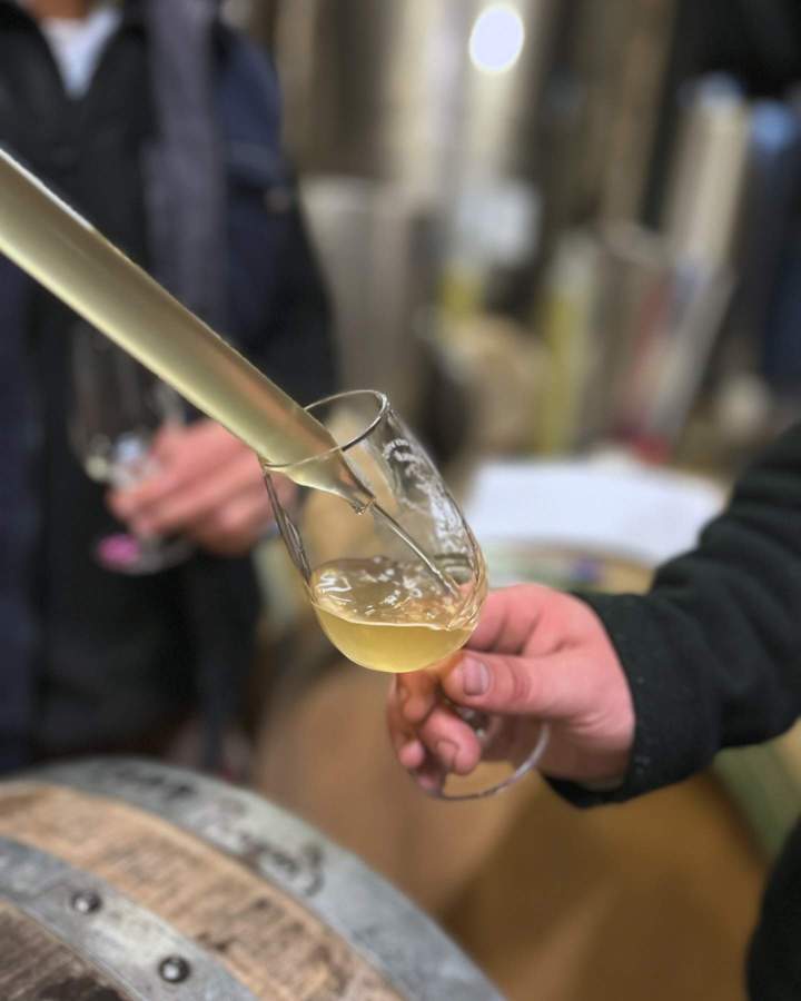 Découvrez les arômes et saveurs de nos vins corses