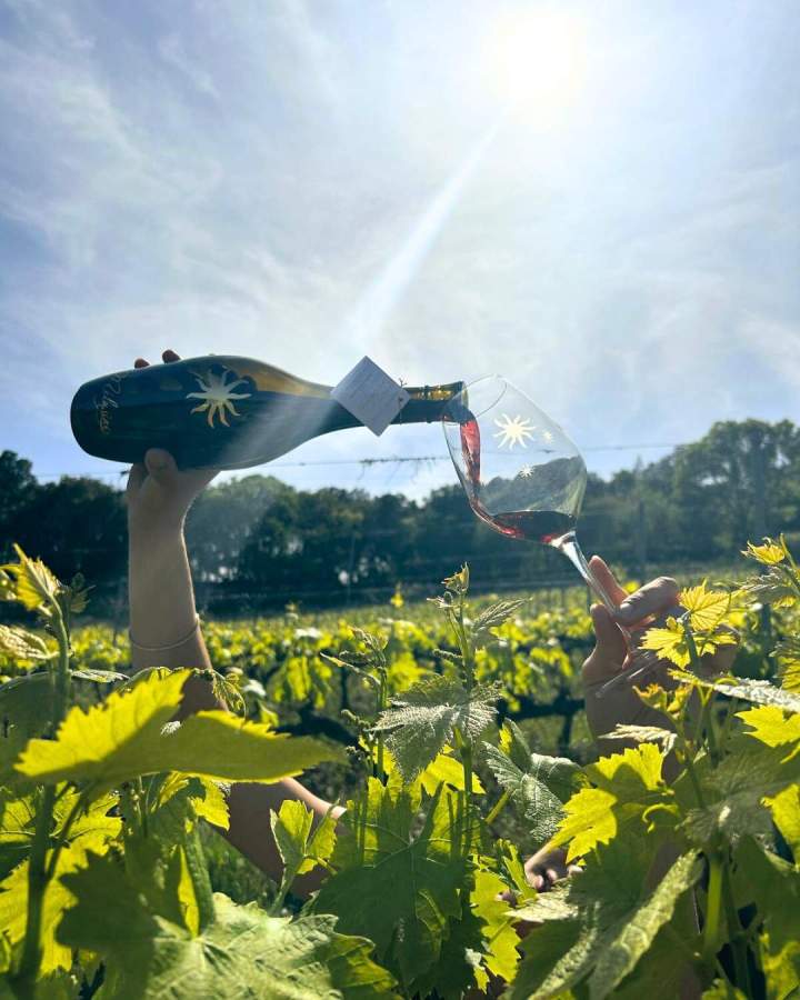 Dégustation vin Corse