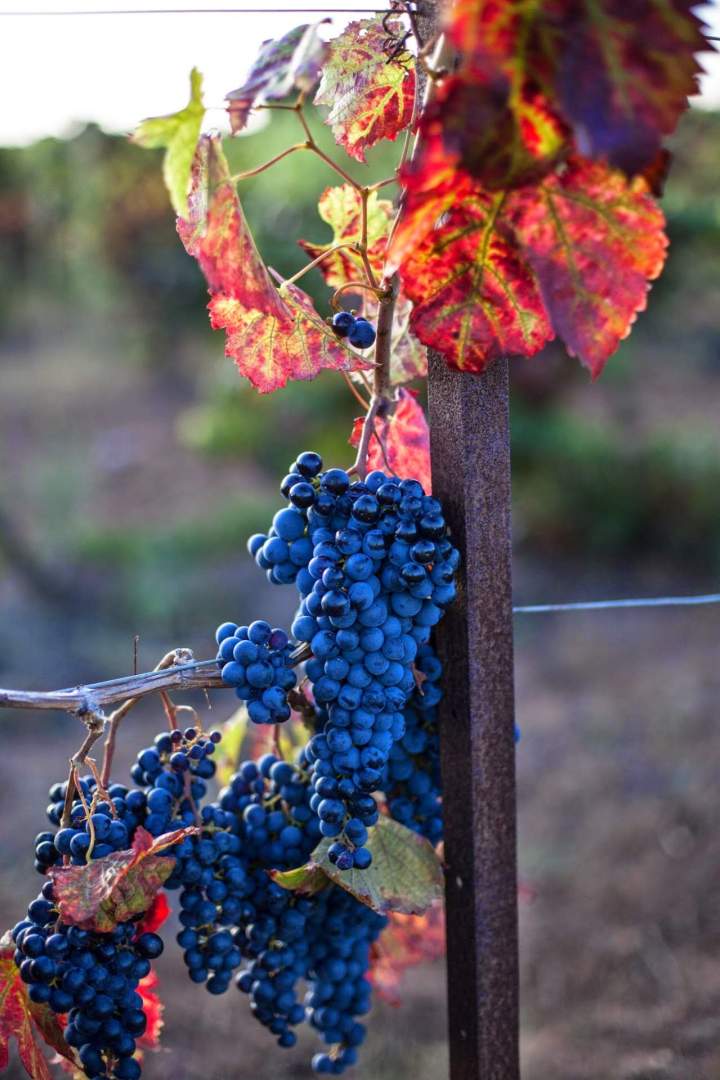 vendage vecchio (104 sur 105)