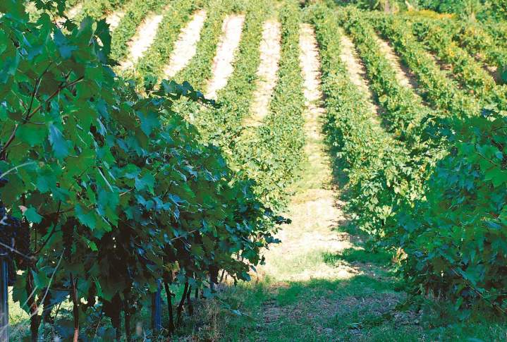 Viticulteur, Novale